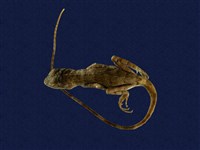 藏品(琉球攀蜥)的圖片